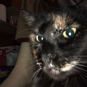 Meet your Posher, Quanah